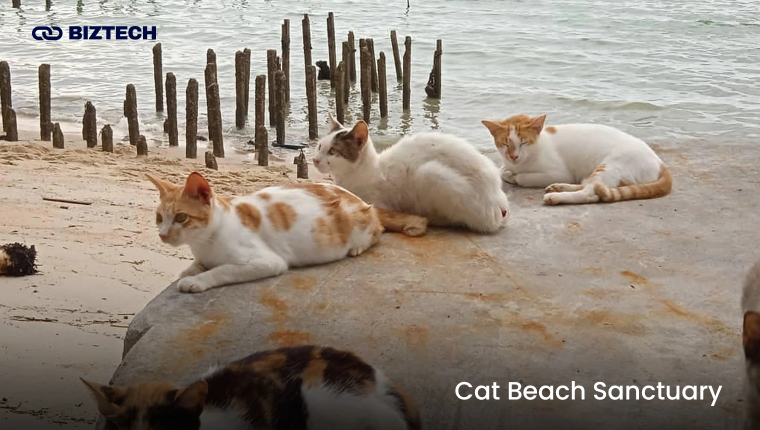Cat Beach Sanctuary