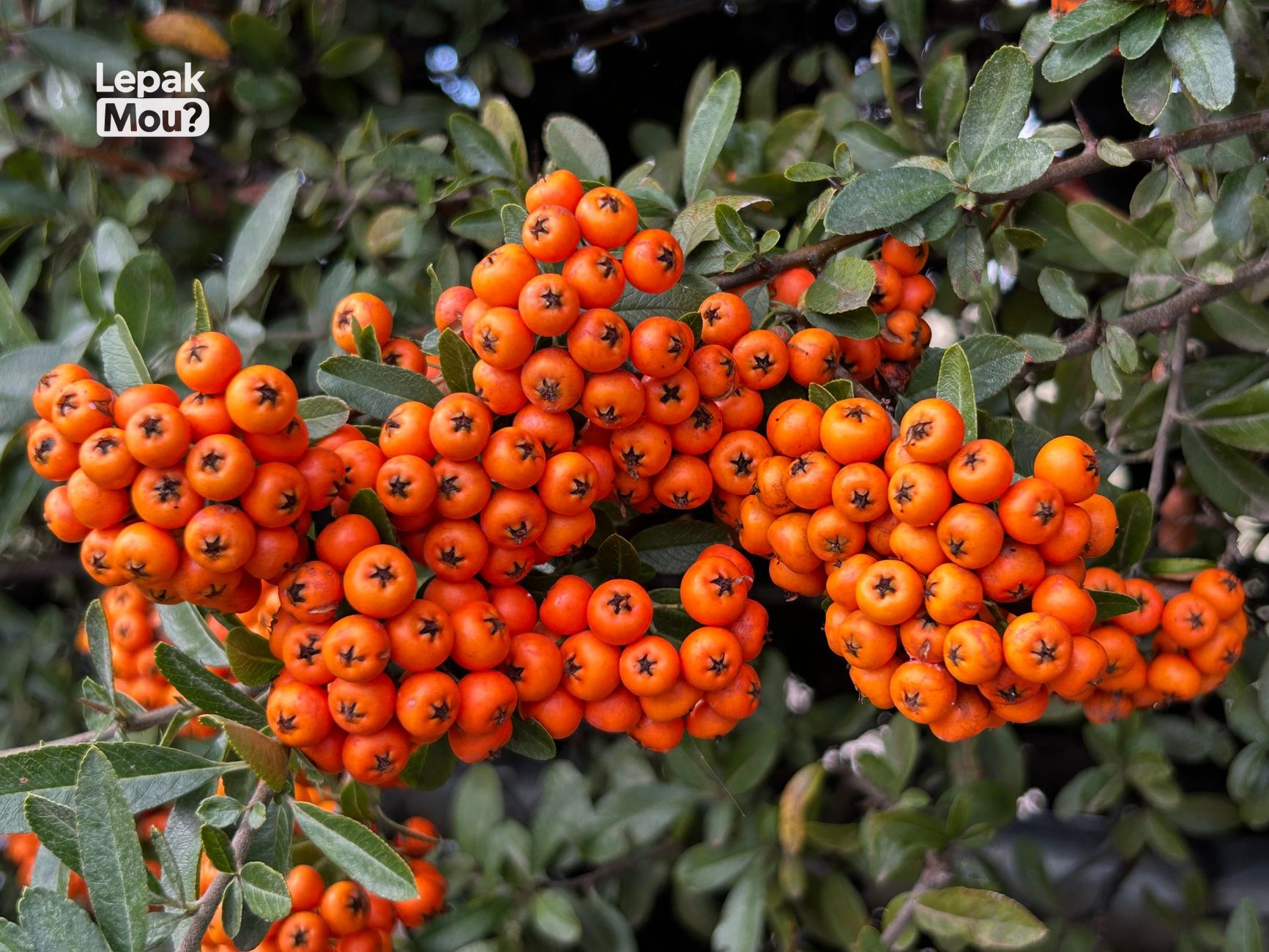 Fruits and Berries