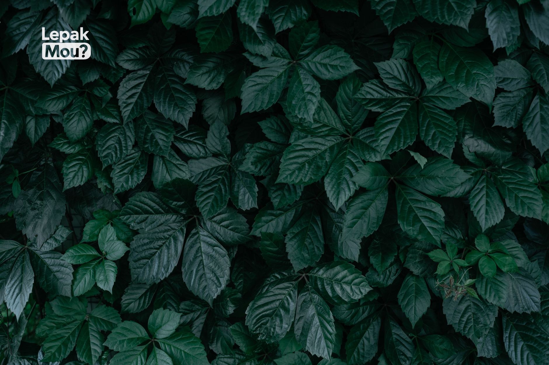 Dark Leafy Greens (Kale, Spinach)