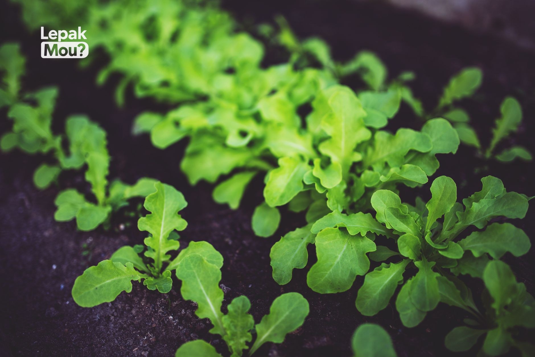 Plant Stanols and Sterols